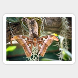 African Butterfly Sticker